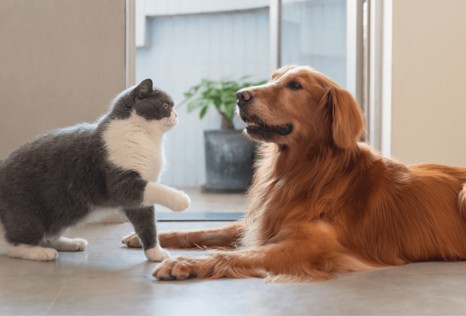Dog & Cat