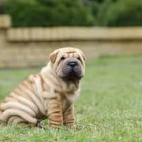 Sharpei