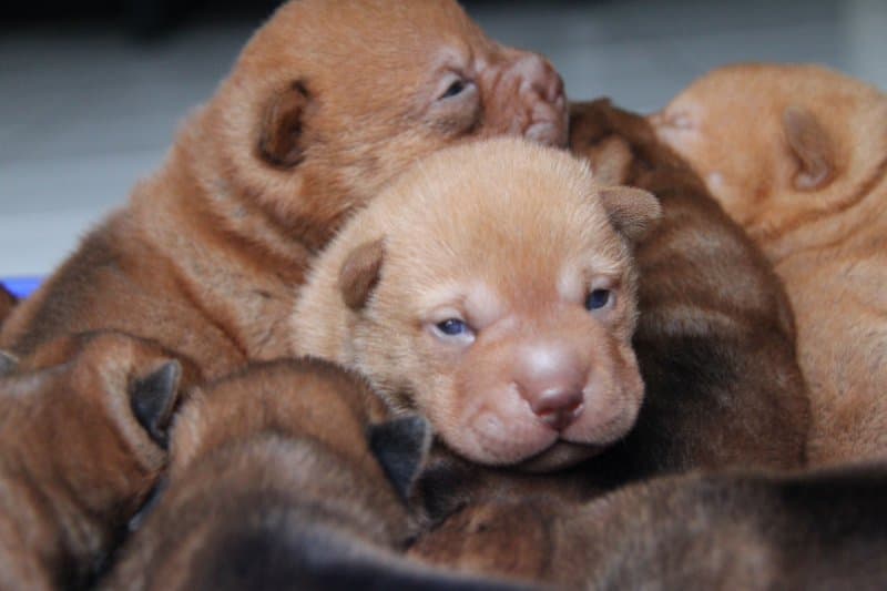 House of Sharpei